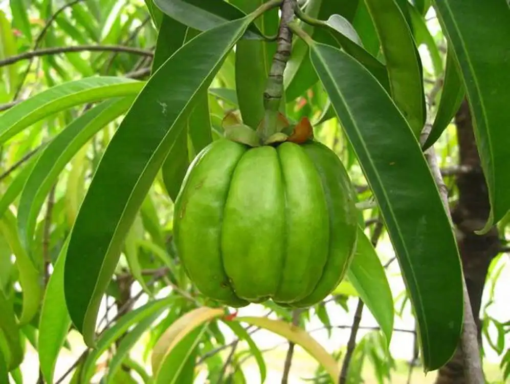 How to Identify High-Quality Garcinia Cambogia Extract with Calcium Support?